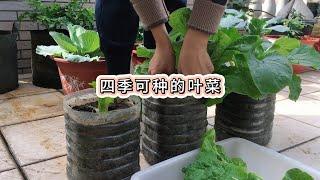 它是四季可以种植的一种叶菜，一个月左右可以采收，耐热、耐寒，好吃