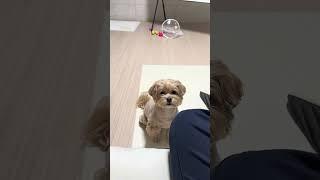 공던지는척 말티푸 심바 속이기~ㅋㅋ#cutedog #doglover #말티푸