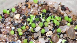 CACTUS PROPAGATION FROM SEEDS | Stratification of Sclerocactus seeds