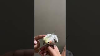 Cockatiel likes this #cockateil #parrot