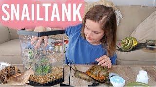 Setting Up My Aquatic Snail Tank