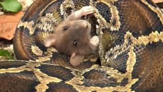 Python eats Rat 06, Time Lapse Speed x4