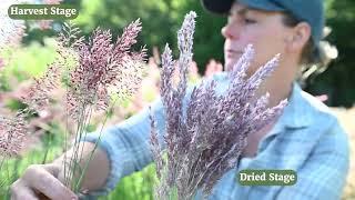 Savannah Grass for Cut-Flower Production | from Johnny's Selected Seeds