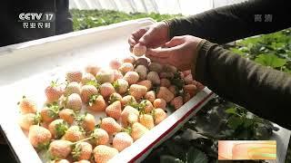 [中国三农报道]北京昌平：温室后墙试验种韭菜|农业致富经 Agriculture And Farming