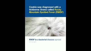 Success Story: Cookie (Rocky Mountain Spotted Fever)