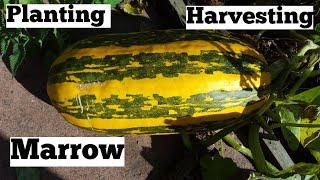 How to grow marrow | allotment growing | shokher bagan (কিভাবে ম্যাড়ো চাষ করবেন) শখের বাগান।