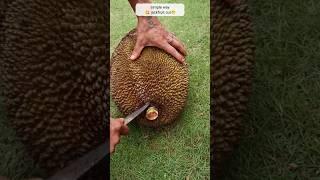 simple and shortcut jackfruit cut #shorts #youtubeshorts #trending #fruit