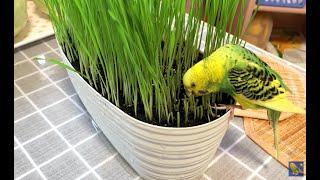 Grass for Parrots. How to grow at home?