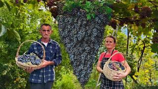 ALBANIAN Grape Harvest & OLD-FASHIONED Jam Feast! 