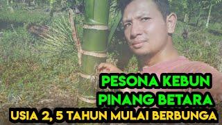 Pesona Kebun Pinang Betara Berbunga Di usia 2,5 Tahun. - Hp/WA: 085364517260