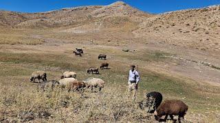 Jahangir's trip to green springs: Nomadic life experience in the heart of Iran's mountains