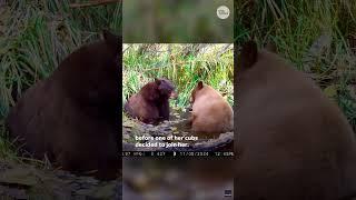 Bear cub disturbs mama bear's relaxation #Shorts