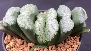 Haworthia truncata Collection - How to grow these succulents and Haworthia varieties.