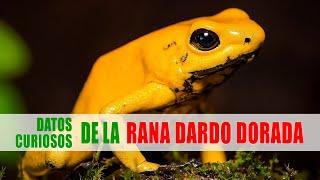 Rana dardo dorada - el animal más venenoso del mundo | Datos curiosos de animales