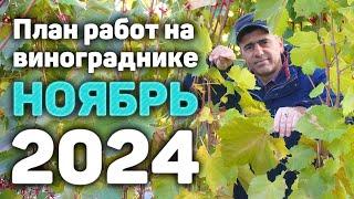 План работ на винограднике в Ноябре- 2024 