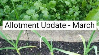 March Allotment Update - Garlic, Coriander and Mustard Greens