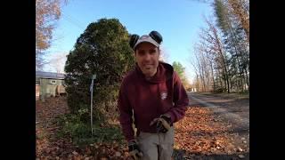 Trimming a Tall Cedar Hedge