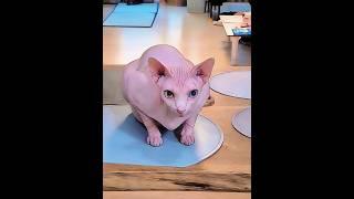 Sphynxcat, 우주 오랜만이죠? 주말아침 간식시간!