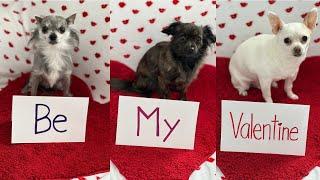 3 Dogs Valentine Shorts Compilation Pt.2 🩷 #compilation #dogshorts #valentinesday #chihuahua