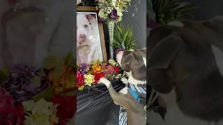 Dog mourns the loss of his best friend at memorial service ️