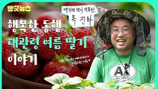 SPC 딸기 디저트는 나야나 ! 대관령 여름 딸기 농장 목진화 님 이야기ㅣSPC뉴스룸 Running Daegwallyeong Summer Strawberry Farm!