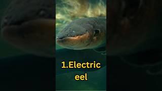 Top 5 most Dangerous fish in the world|#shorts
