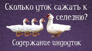 ОБЗОР СЕМЕЙ ИНДОУТОК РАЗНОГО РАЗМЕРА. Содержание индоуток. СКОЛЬКО САМОК САЖАТЬ К ОДНОМУ СЕЛЕЗНЮ?