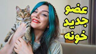 نگهداری از بچه گربه(شرایط و هزینه و...)Vlog