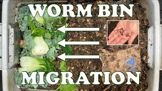 2nd Red Wiggler Migration Attempt in 3 Gallon Worm Bin + Burlap Sack Checkin Vermicompost Worm Farm