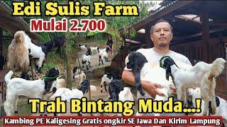 2.700...!!GRATIS ONGKIR SE JAWA KAMBING PE KALIGESING #bibitkambing #kambingpe #hargakambing