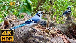 Cat TV for Cats to Watch  Birds vs Chipmunks: A Day in the Wild  8 Hours 4K HDR 60FPS