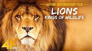 LIONS - Kings of African Wildlife - 4K Lions Documentary Film (with Narration)