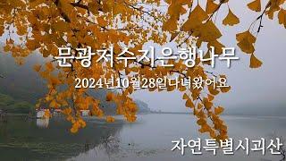 문광저수지은행나무#2024년10월28일다녀왔어요#충북 괴산#가을여행지