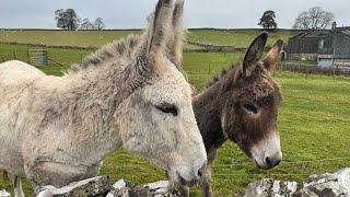 SOLO RIDE WITH 2000M OF CLIMBING | BEST BIT = DONKEYS!!!!