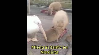 pelicano intenta comer un capibara 