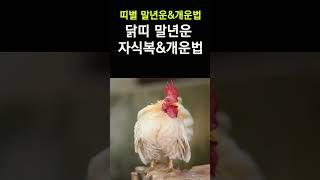 닭띠 말년운, 자식복&개운법! 띠별로 확인하는 말년운과 자식복! 말년에 대박나기 위한 개운법! #말년운, #자식운, #개운법, #띠별운세, #닭띠,