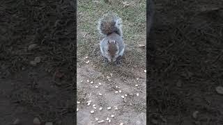 Squirrel eating peanuts #squirrel #peanuts #falltime #cold #fluffy #hungry #closeup #cute #adorable