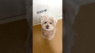 ボサボサ卒業の日 #犬 #トイプードル #かわいい #トイプードルの虎太郎三桜 #癒し #といぷーどる #こたみお