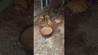 7 Chicks Bathing