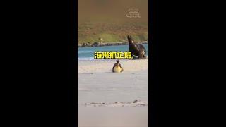 海獅捕獵企鵝#野生動物零距離 #解說版動物世界 #內容啟發搜索