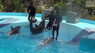 SEA LION & DOLPHIN SHOW AT MANATI PARK, PUNTA CANA, DOMINICAN REPUBLIC