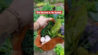 We are SO back!  #garden #harvest #farming