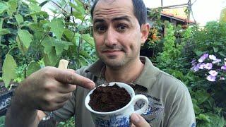 BORRA DE CAFÉ NAS PLANTAS É BOM?