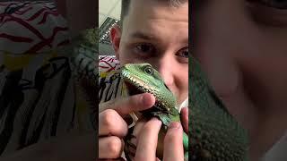 Террариум для Кохинхинского дракона