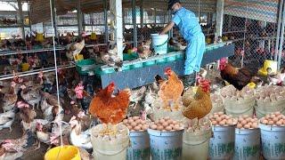 Full Video : Harvesting eggs of Chicken Farms - Farm And Country Life