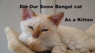 Bengal cats (Dio) Part #1