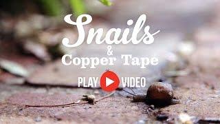 Snails  Copper Tape