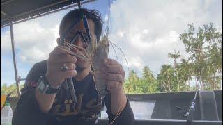 MANCING UDANG GALAH SEPIT BIRU SAIZ MEGA DI PULAU TELUK RENJUNA