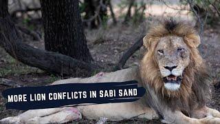 KAMBULA MALE VS MANTIMAHLE MALES - GIJIMA MALES VS NKHULU MALES - LIONS OF SABI SAND EPISODE 21