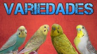 Todas las Variedades y Mutaciones de Periquitos, Explicadas a fondo | Rincon Animal